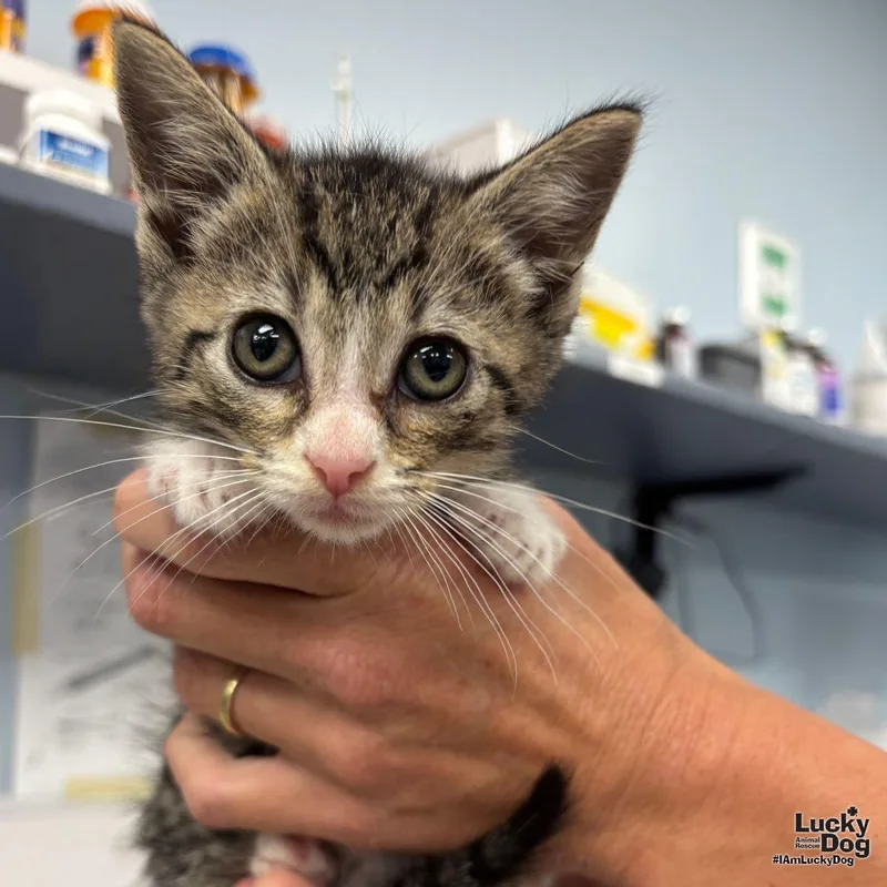 A baby medium-sized male Domestic Short Hair cat named Harry for adoption in Washington, DC