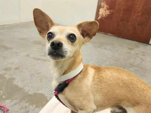 An adult small-sized male Chihuahua dog named Moe for adoption in Phoenix, AZ