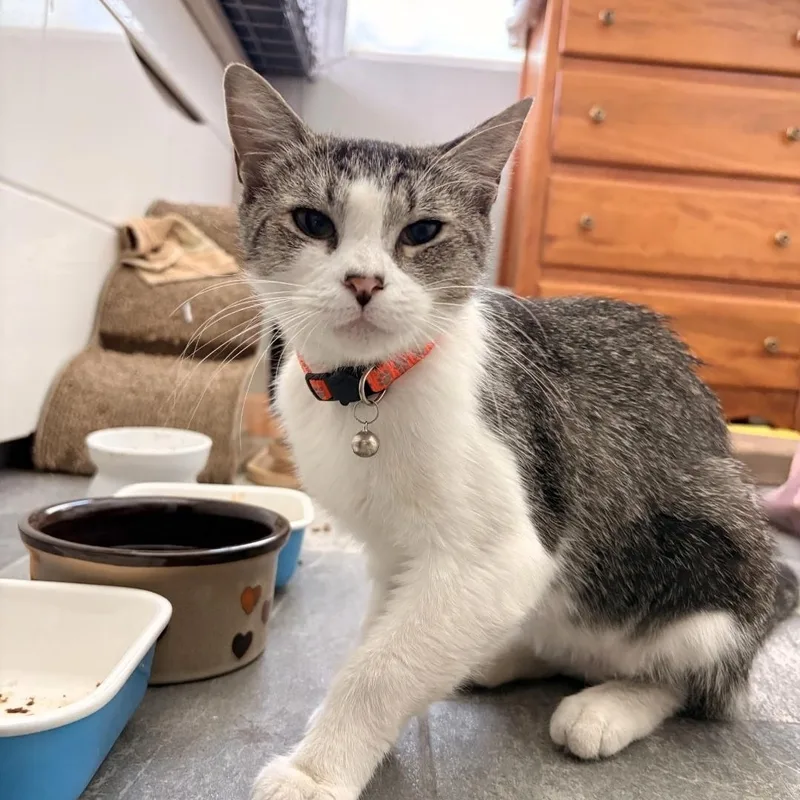 An adult medium-sized female Black & White / Tuxedo Domestic Short Hair cat named Mama for adoption in Orange, CA