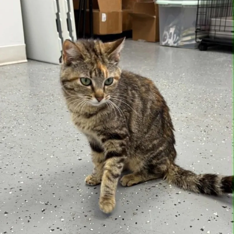 A young medium-sized female Tortoiseshell Domestic Short Hair cat named Half Baked for adoption in West Olive, MI