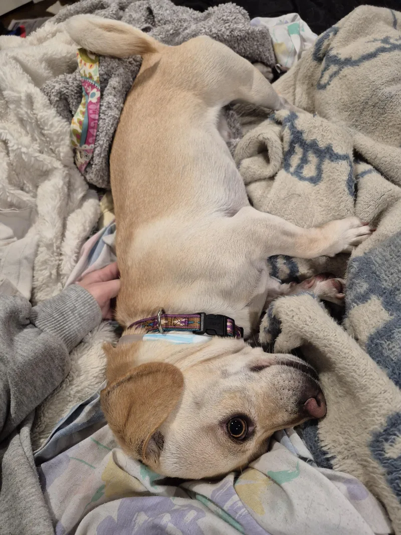 Rollin' Rollins thumbnail 3