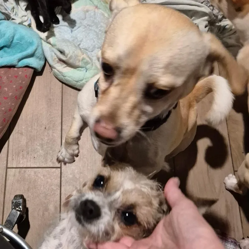 Rollin' Rollins thumbnail 4