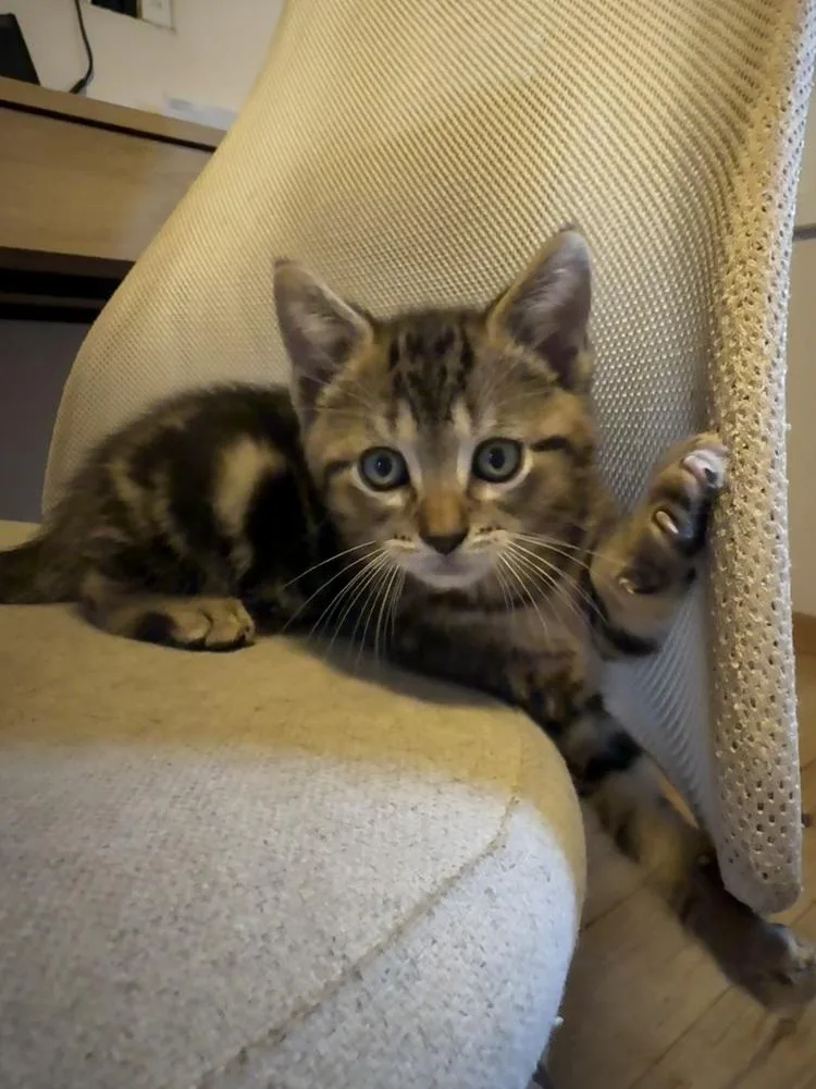 A baby small-sized male Domestic Short Hair cat named Winston for adoption in Ferndale, MI