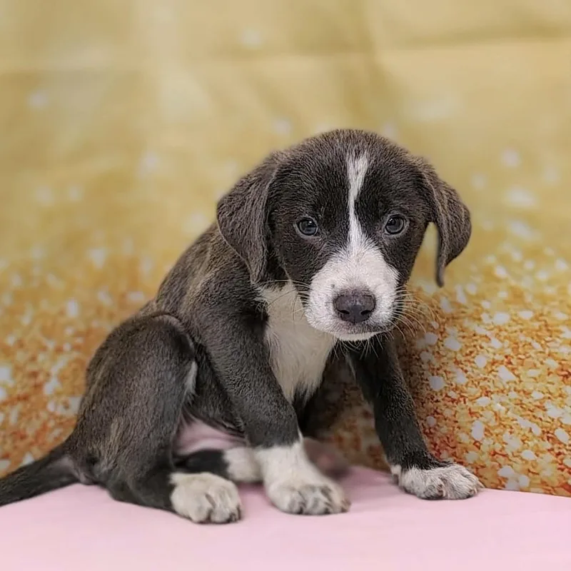 A baby medium-sized female Gray / Blue / Silver Pit Bull Terrier dog named Kiera for adoption in Hamilton , NJ