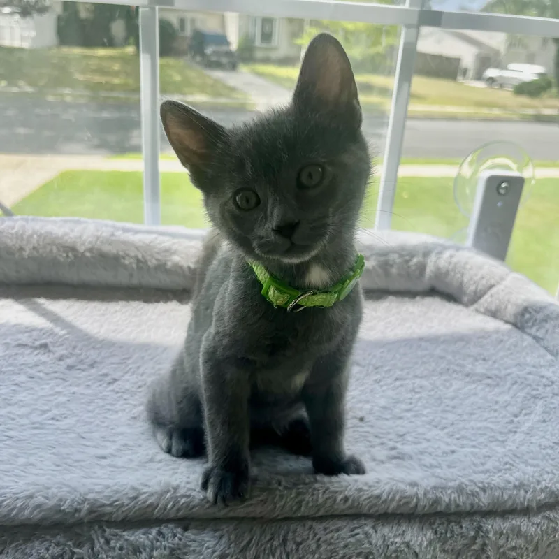A baby medium-sized male Gray / Blue / Silver Domestic Short Hair cat named Hamm for adoption in Sewell, NJ