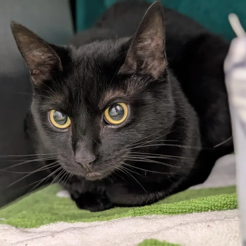 An adult medium-sized female Black Domestic Short Hair cat named Spooky for adoption in Pittsburgh, PA
