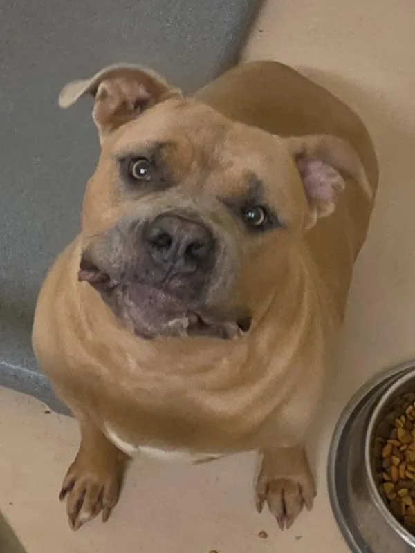 An adult large-sized female American Bully dog named Miss Gucci for adoption in Danville, VA