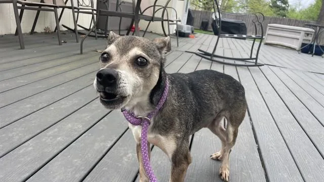 An adult small-sized male Rat Terrier dog named Kodi for adoption in Lees Summit, MO
