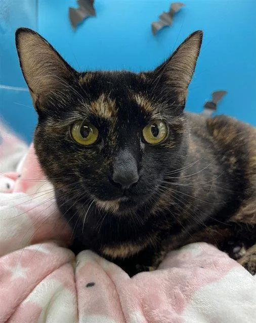 An adult large-sized female Domestic Short Hair cat named Gracie for adoption in Tavares, FL
