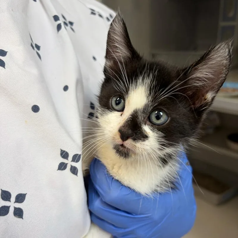 A baby small-sized male Black Domestic Short Hair cat named Persnickety for adoption in Long Beach, CA