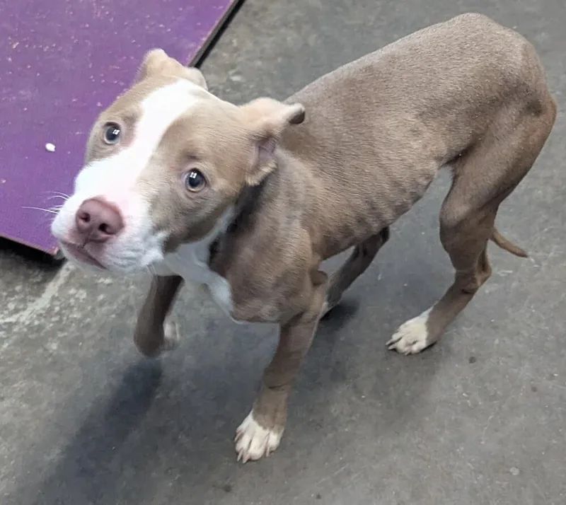 Dozer  Paddy thumbnail 2