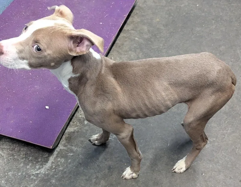 Dozer  Paddy thumbnail 3