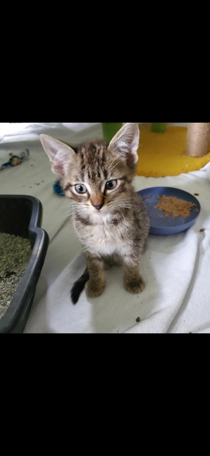 A young medium-sized male Brown / Chocolate Domestic Short Hair cat named Owly for adoption in Grand Rapids, MI