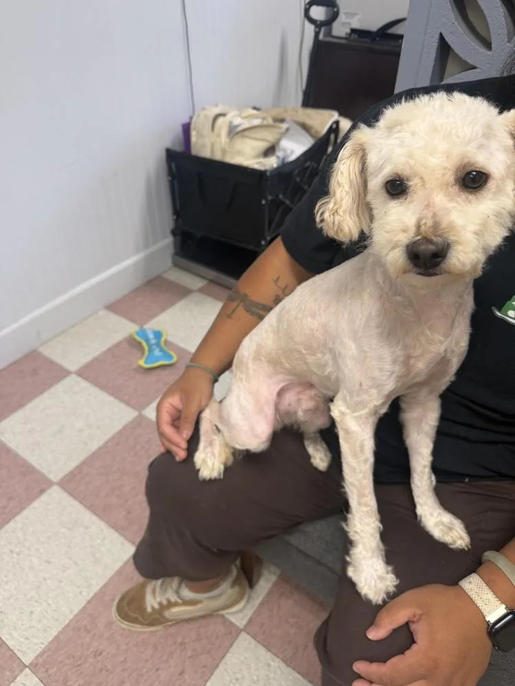 An adult small-sized male Poodle dog named Coffee for adoption in Ontario, CA