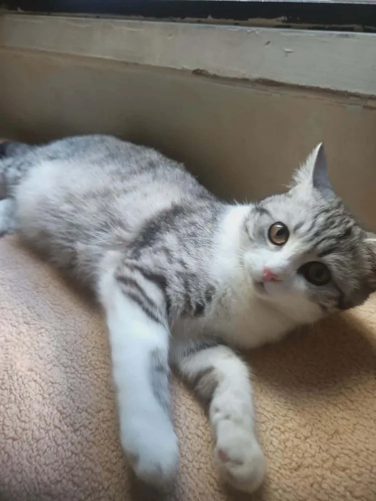 A young small-sized male Egyptian Mau cat named Nano for adoption in WOLCOTT, CT