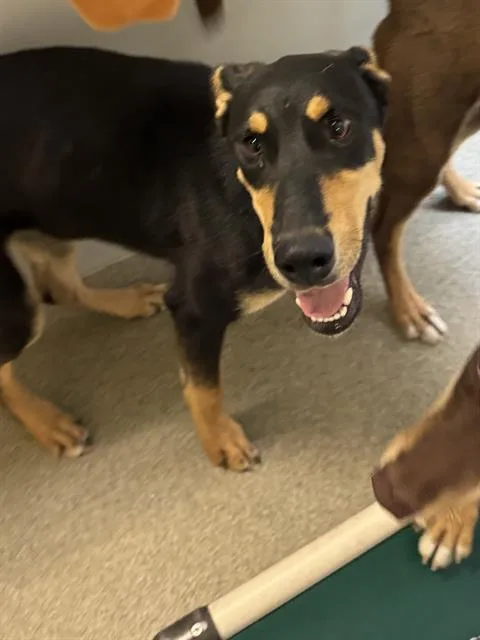 A young medium-sized female Doberman Pinscher dog named Lula for adoption in West Valley City, UT