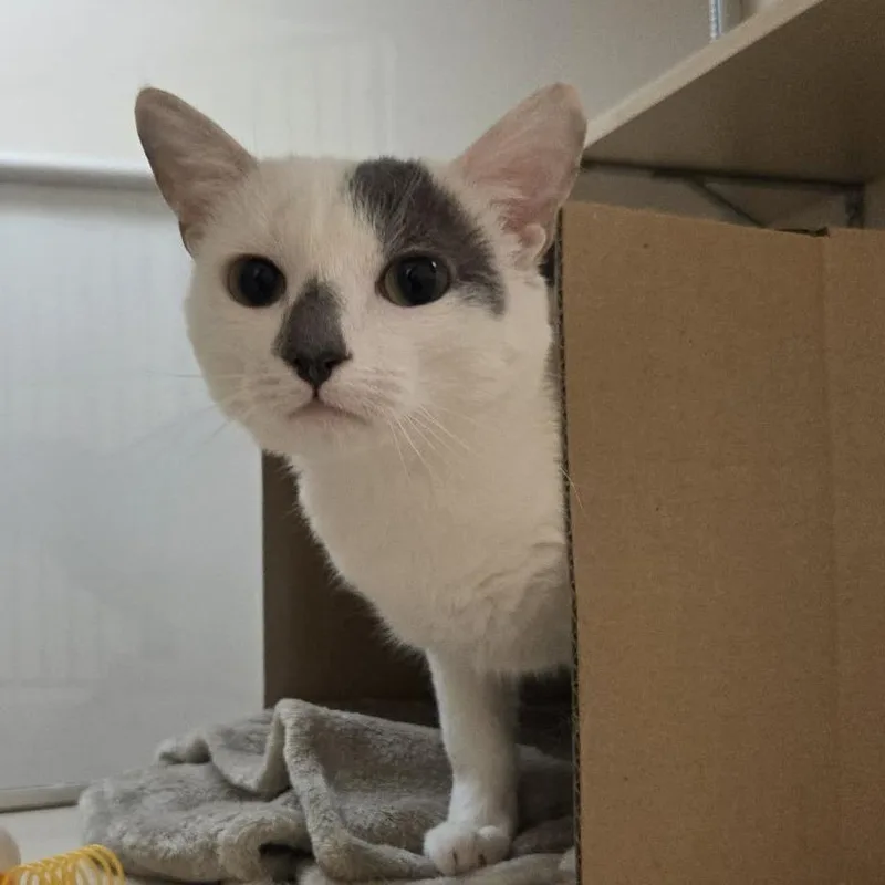 A young medium-sized male White Domestic Short Hair cat named Zero for adoption in Ballston Spa, NY