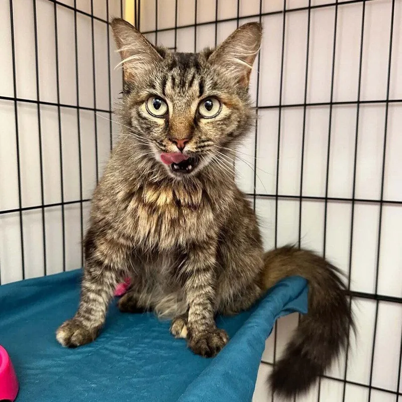 An adult medium-sized female Domestic Medium Hair cat named Bordeaux for adoption in Candler, NC