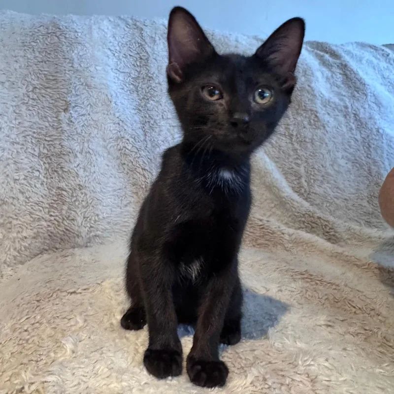 A baby small-sized female Black Domestic Short Hair cat named Sable for adoption in Hemet, CA