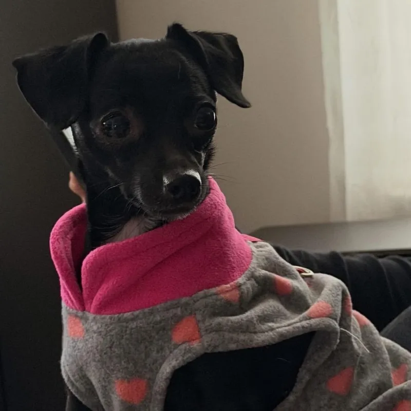 Perilita thumbnail 4