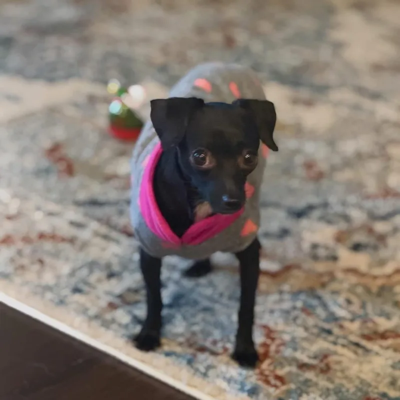 Perilita thumbnail 6