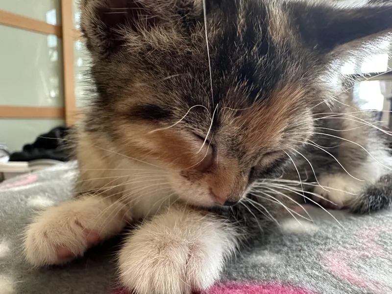 A baby medium-sized female Calico Domestic Short Hair cat named Brulee for adoption in Minneapolis, MN