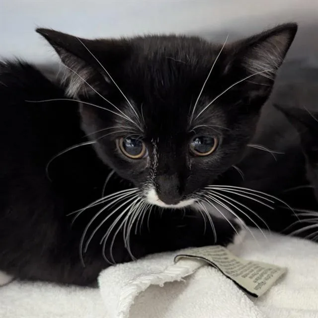 A baby small-sized female Domestic Short Hair cat named Tsunami for adoption in Olivette, MO