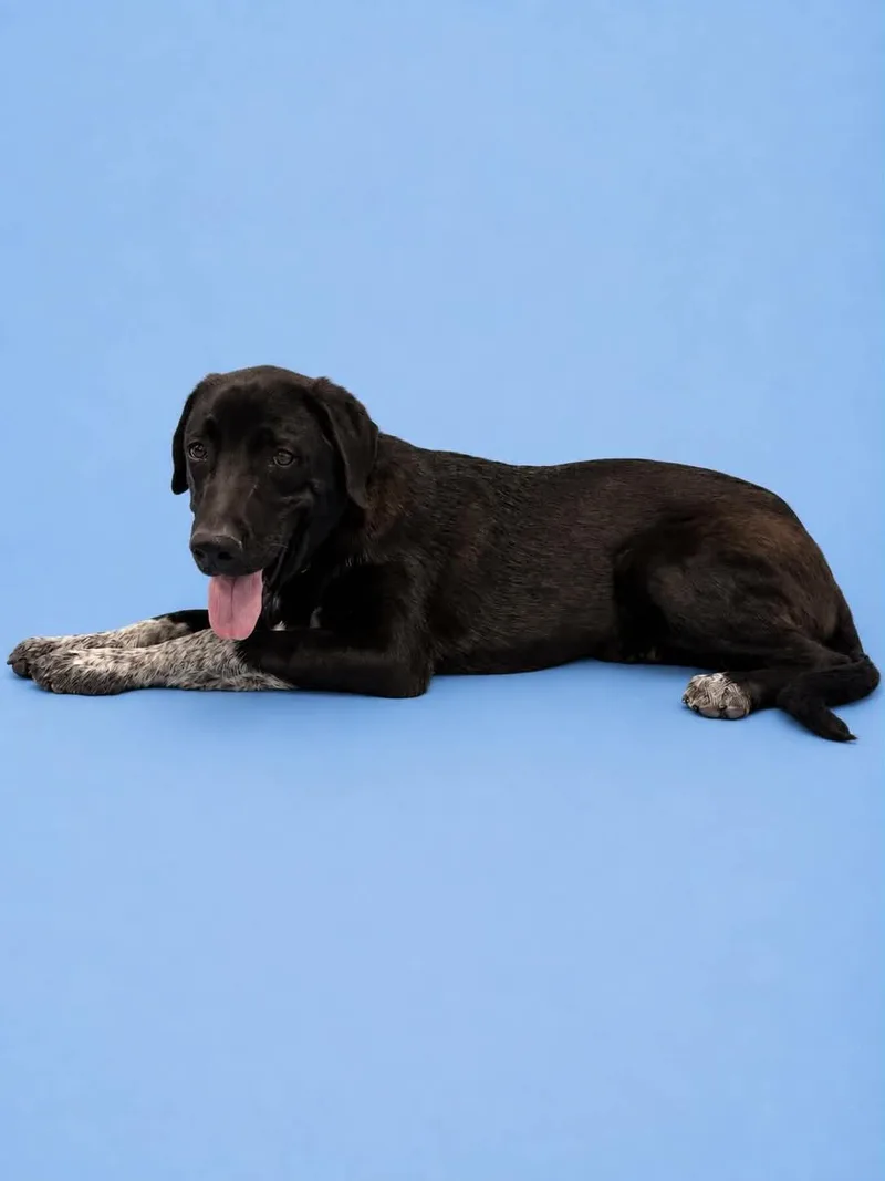 A young medium-sized male Labrador Retriever dog named Josh for adoption in Salt Lake City, UT