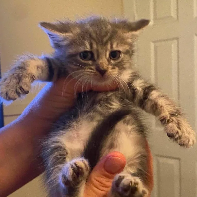A baby small-sized female Gray / Blue / Silver Domestic Short Hair cat named Tessie for adoption in Winchester, VA