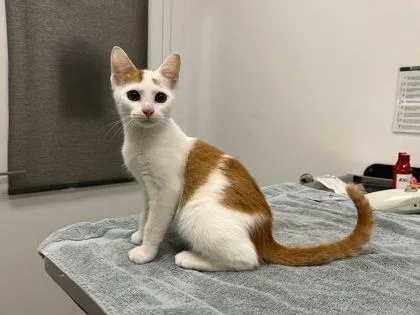 A baby small-sized female White Domestic Short Hair cat named Sansa for adoption in Kansas City, MO