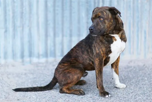 An adult large-sized male Pit Bull Terrier dog named Duke for adoption in Albuquerque, NM