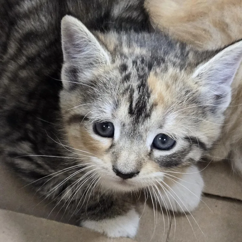 A baby small-sized female Calico Domestic Short Hair cat named Zinnia for adoption in Newark, NJ