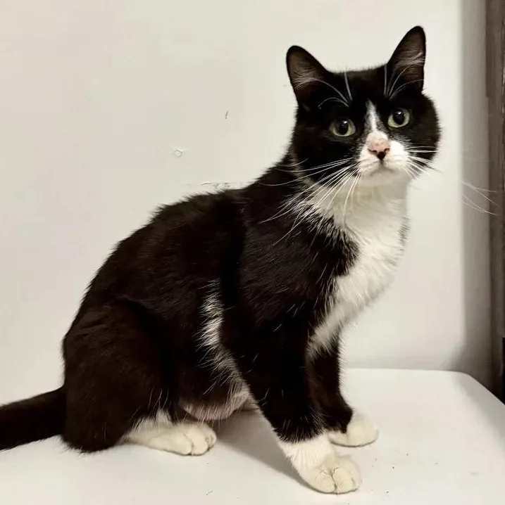 A young medium-sized female Black & White / Tuxedo Domestic Short Hair cat named Penny for adoption in Bridgeport, CT