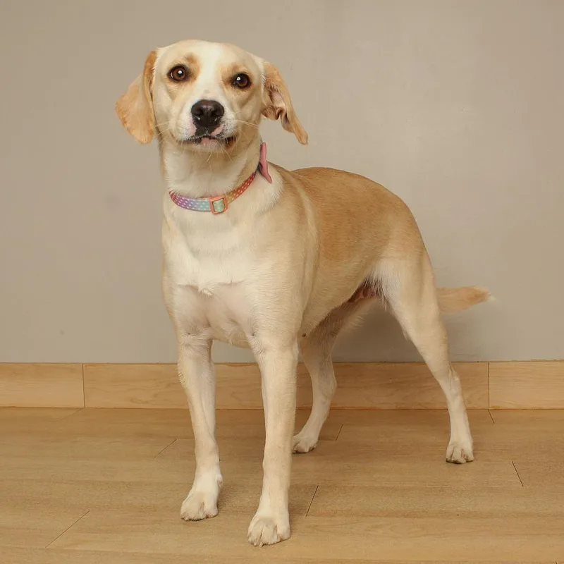 An adult medium-sized female Yellow / Tan / Blond / Fawn Yellow Labrador Retriever dog named Goldie D for adoption in Minnetonka, MN