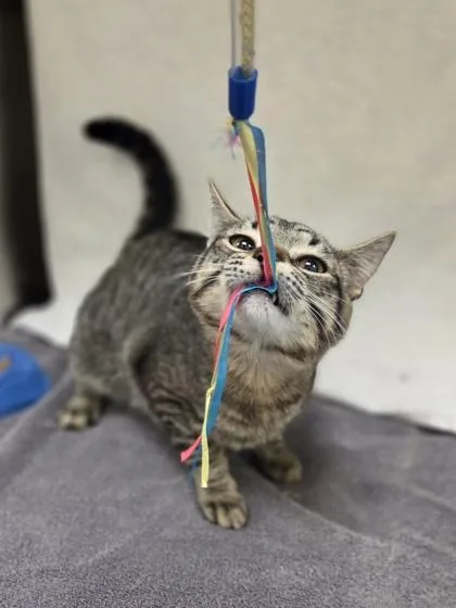 A baby medium-sized male Domestic Short Hair cat named Timon for adoption in Westland, MI