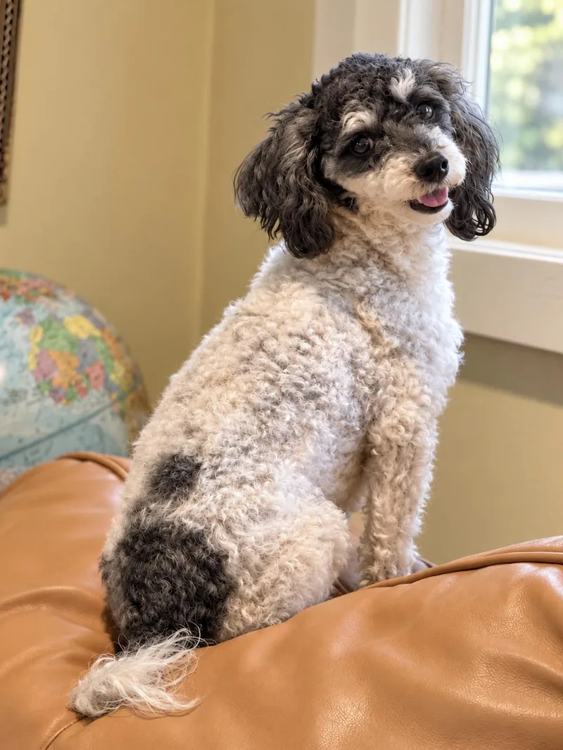 An adult small-sized female Gray / Blue / Silver Poodle (Toy) dog named Lily for adoption in Puyallup, WA