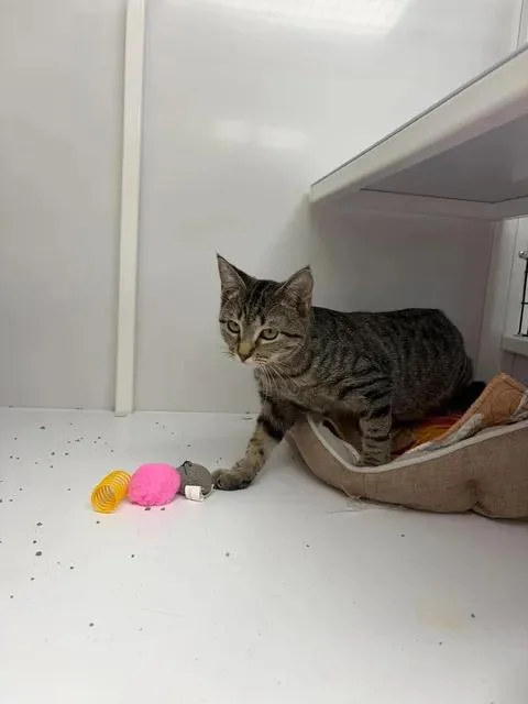 A baby medium-sized female Tabby (Brown / Chocolate) Domestic Short Hair cat named Josie for adoption in Port Lavaca, TX