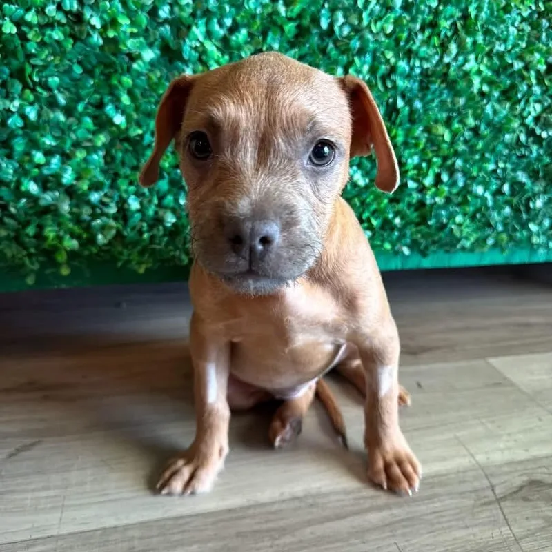 A baby medium-sized female American Bully dog named Corn Nut for adoption in Henderson, NV