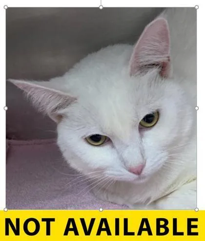 A young medium-sized female Domestic Short Hair cat named Snowdrop for adoption in Eugene, OR