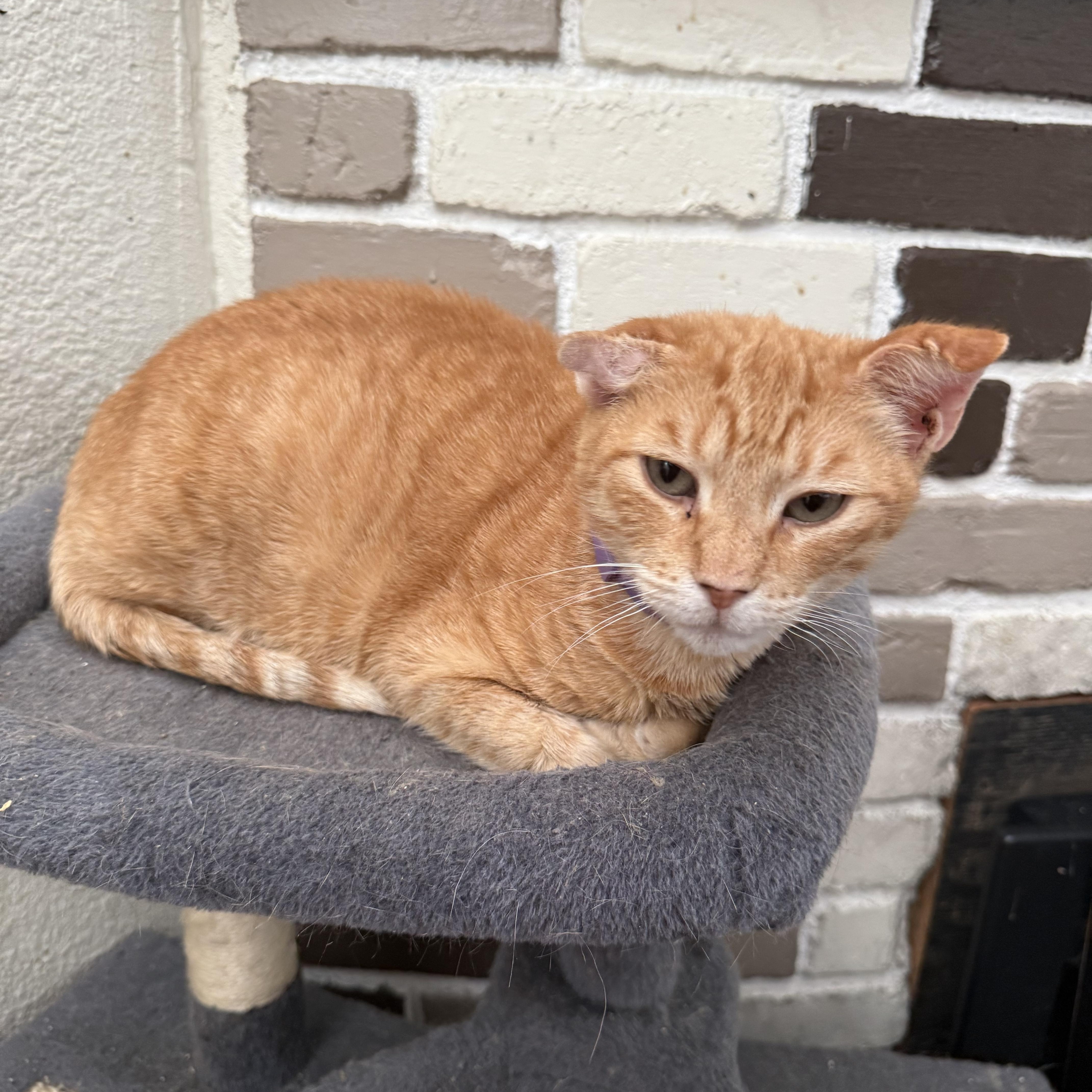 An adult medium-sized female Orange / Red Domestic Short Hair cat named Layla Ali for adoption in Fresno, CA