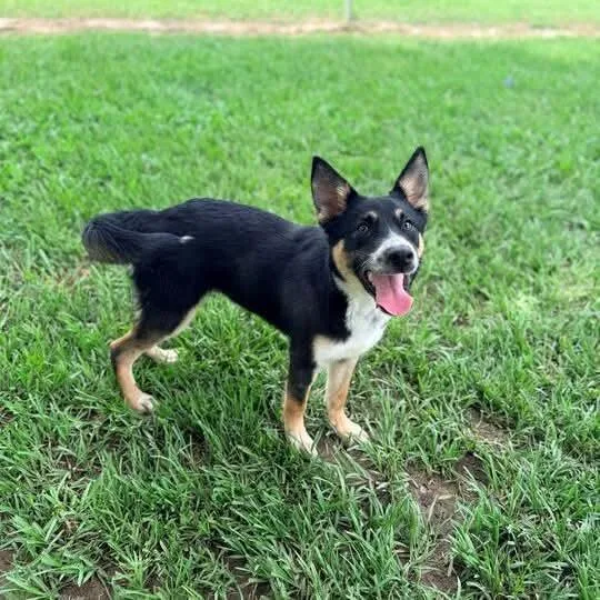 Archie