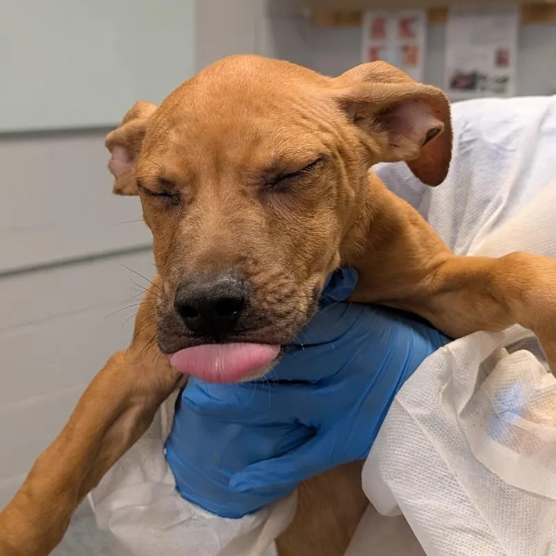A baby small-sized male Mixed Breed dog named Chess for adoption in Greenville, SC