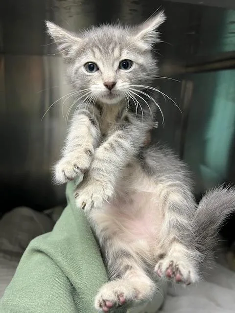 A baby small-sized female Domestic Short Hair cat named Wilma for adoption in Chickamauga , GA