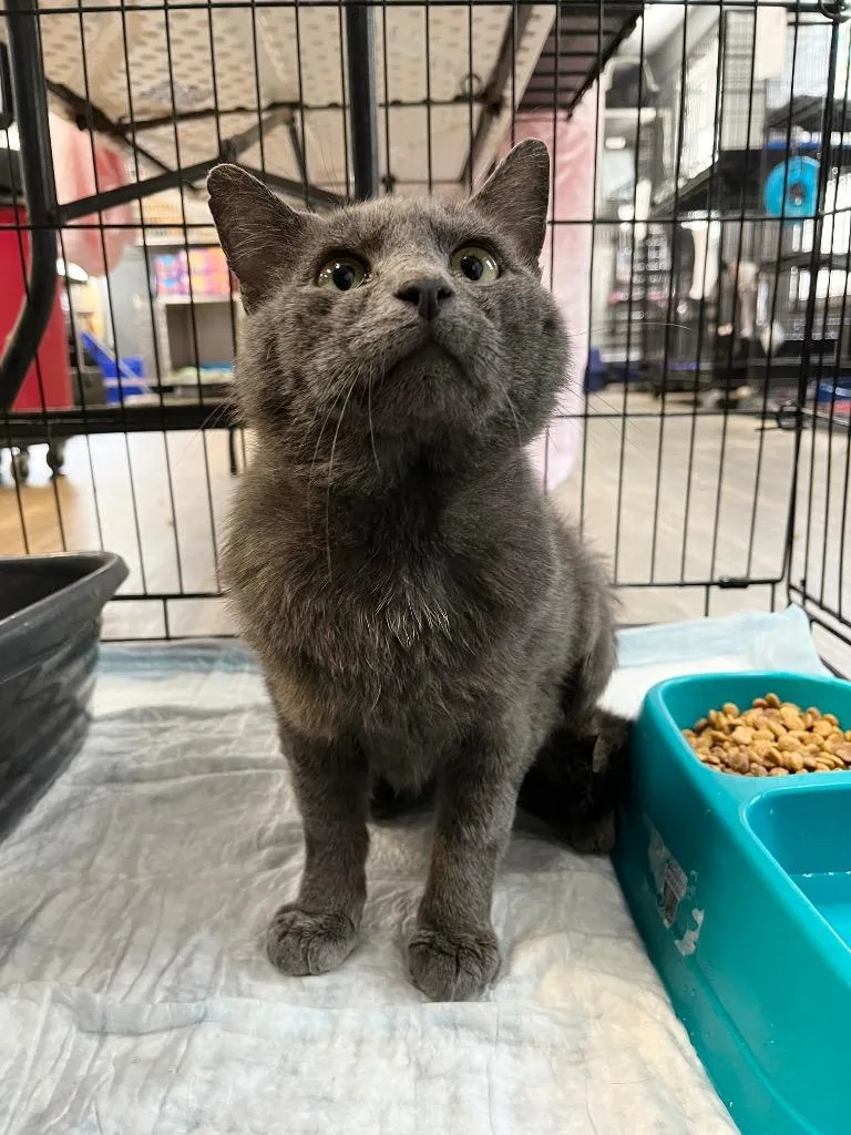 An adult medium-sized male Gray / Blue / Silver Domestic Short Hair cat named Goliath for adoption in Winnsboro, SC