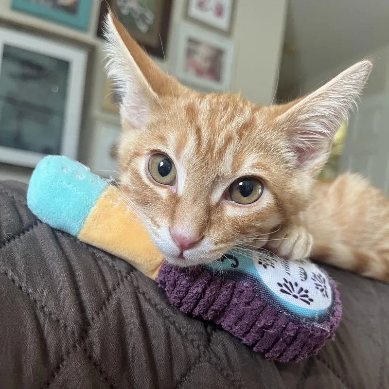 A baby small-sized male Orange / Red Domestic Short Hair cat named Toast for adoption in Greensboro, NC