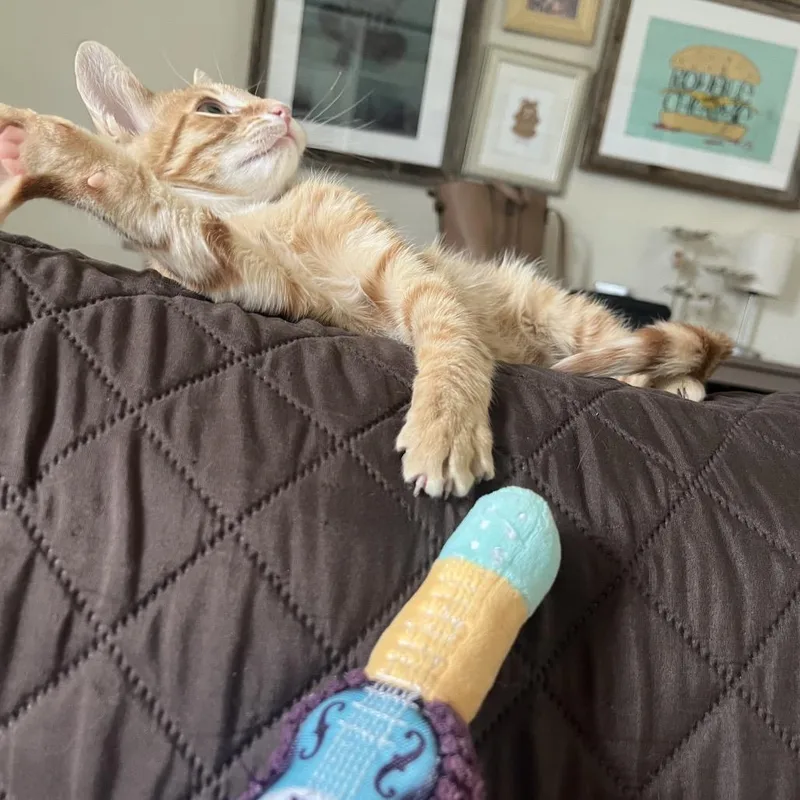 Toast thumbnail 4