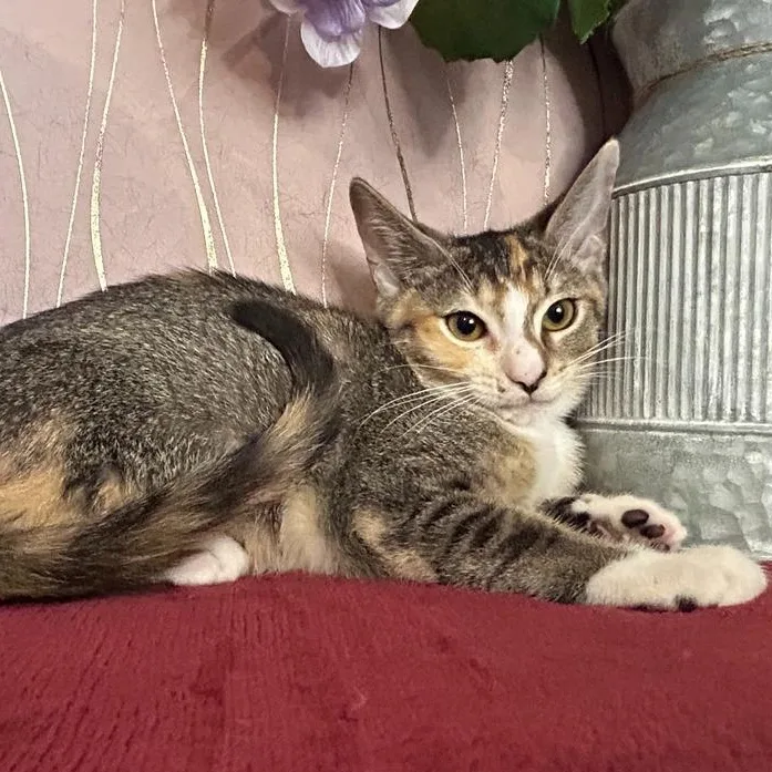 A baby small-sized female Tabby (Brown / Chocolate) Domestic Short Hair cat named Sweets for adoption in Long Beach, MS