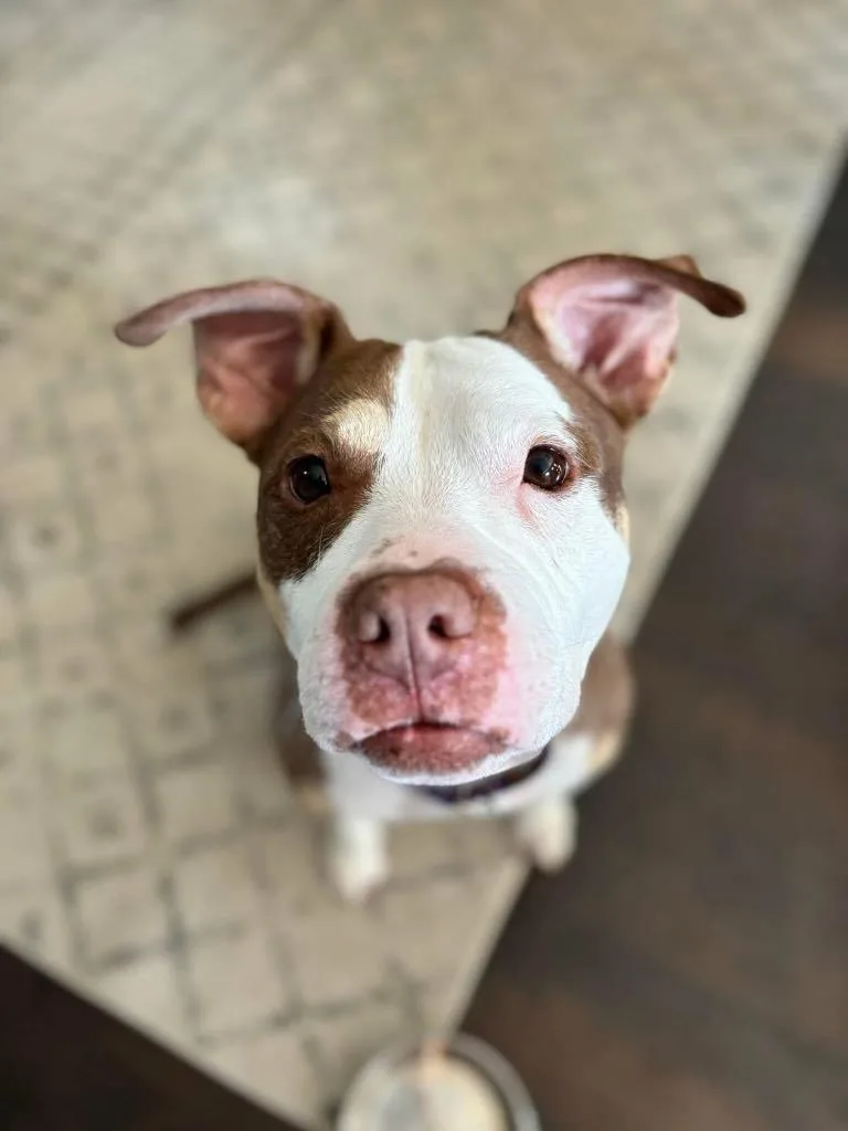 A senior medium-sized female Brown / Chocolate American Staffordshire Terrier dog named Ada for adoption in Janesville, WI