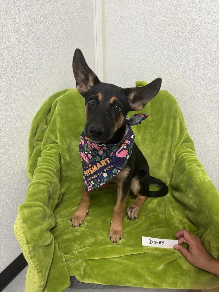 A baby small-sized female Brown / Chocolate German Shepherd Dog named Dovey for adoption in Sealy, TX