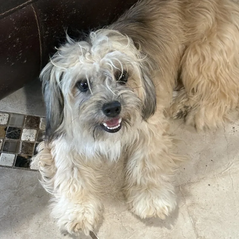 A baby small-sized female Apricot / Beige Terrier dog named Carmelita for adoption in Mcallen, TX